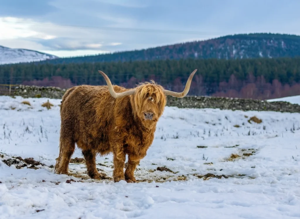 Traveling in the Scottish Highlands
