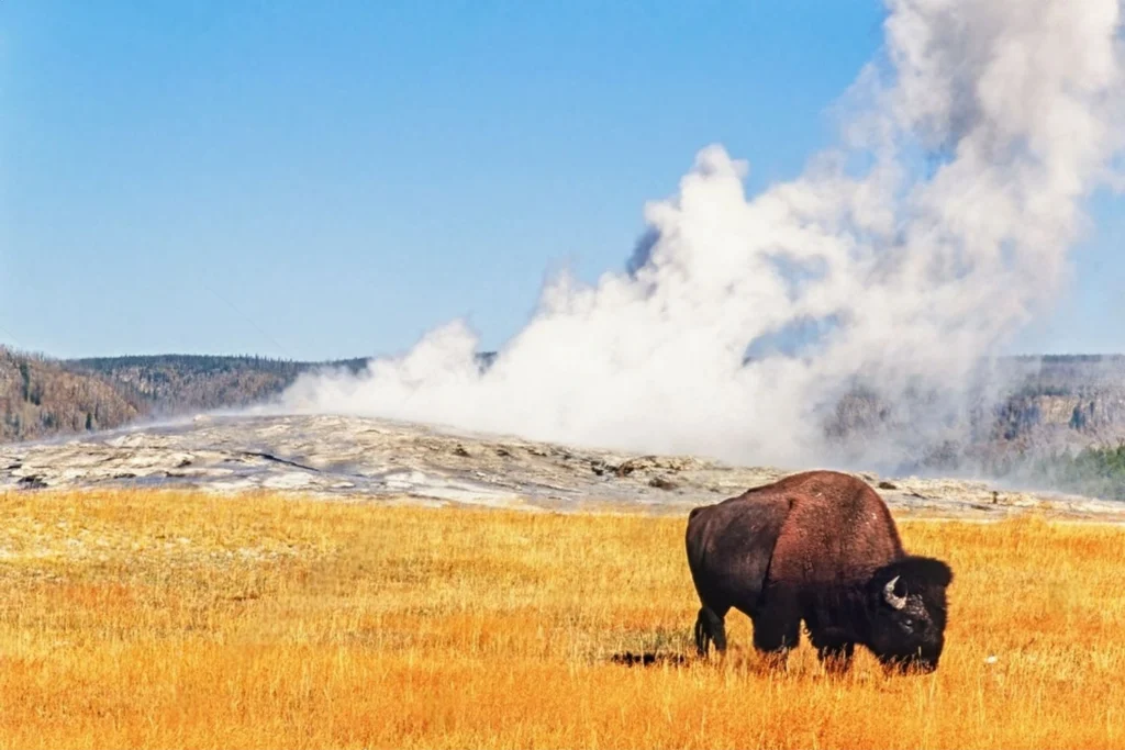 Yellowstone National Park