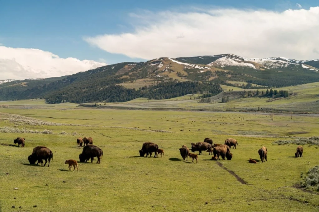Yellowstone National Park