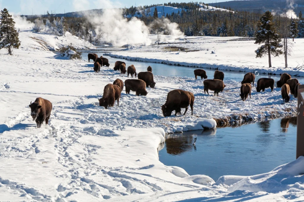 Yellowstone National Park