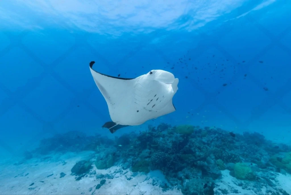 the great barrier reef